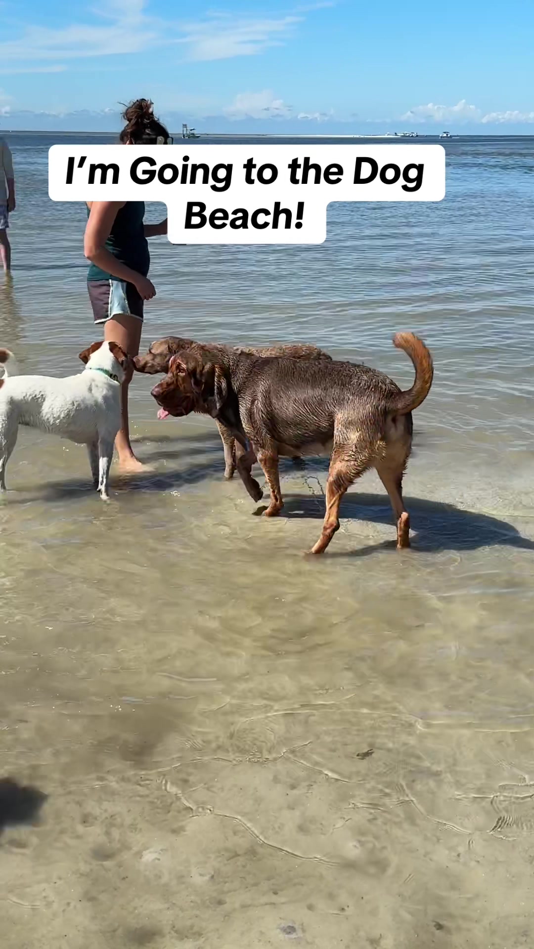 @earl_the_drooling_dog