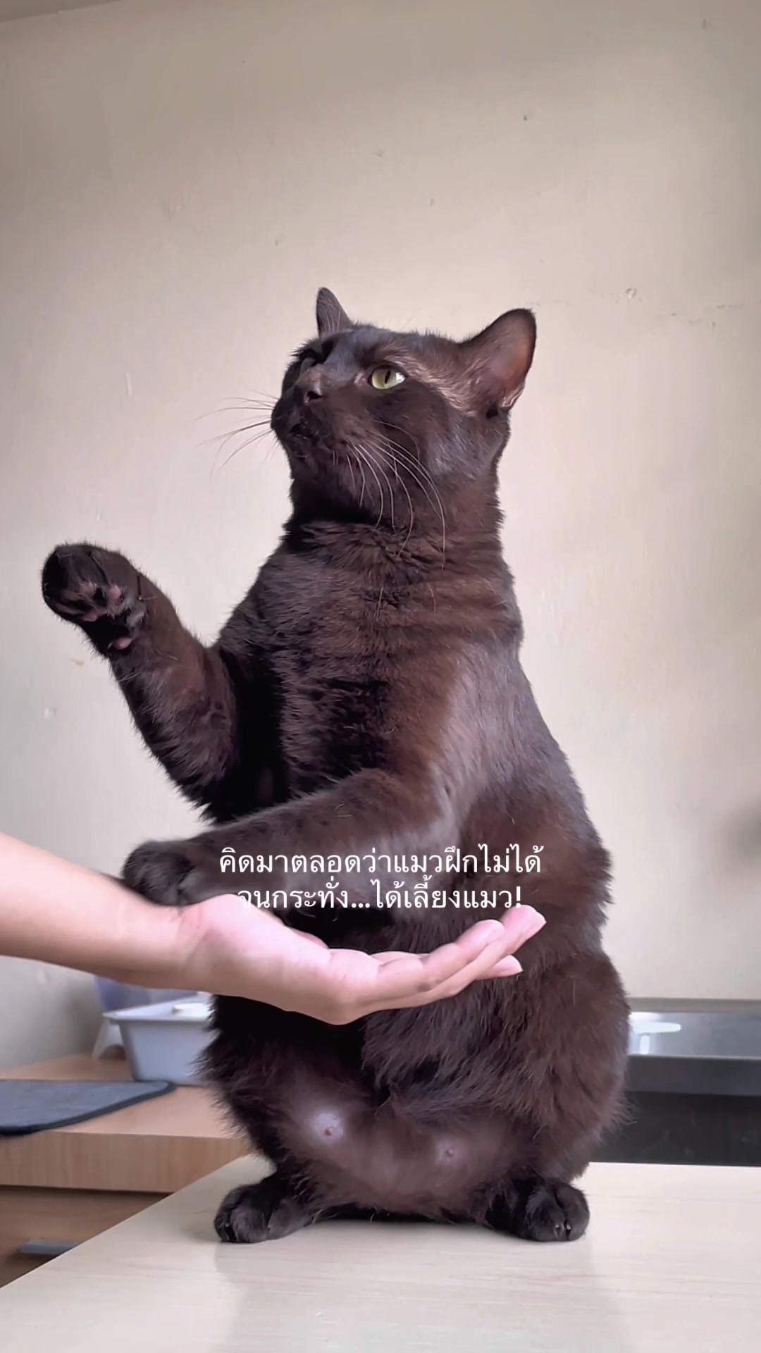 @KaoYhong