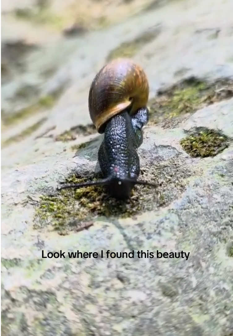 @🕷️Eliah—🐌
