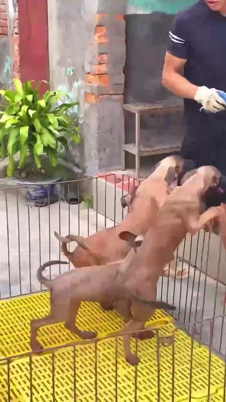 @Hồ Huy Malinoiis