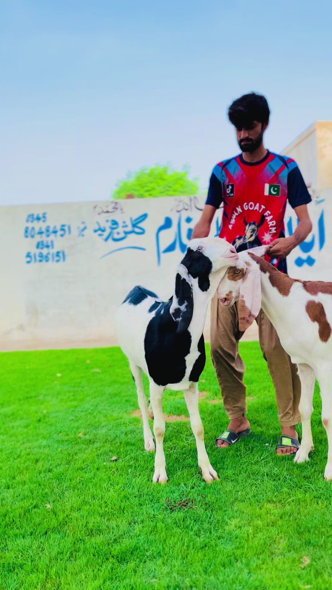@Ayyan goat
