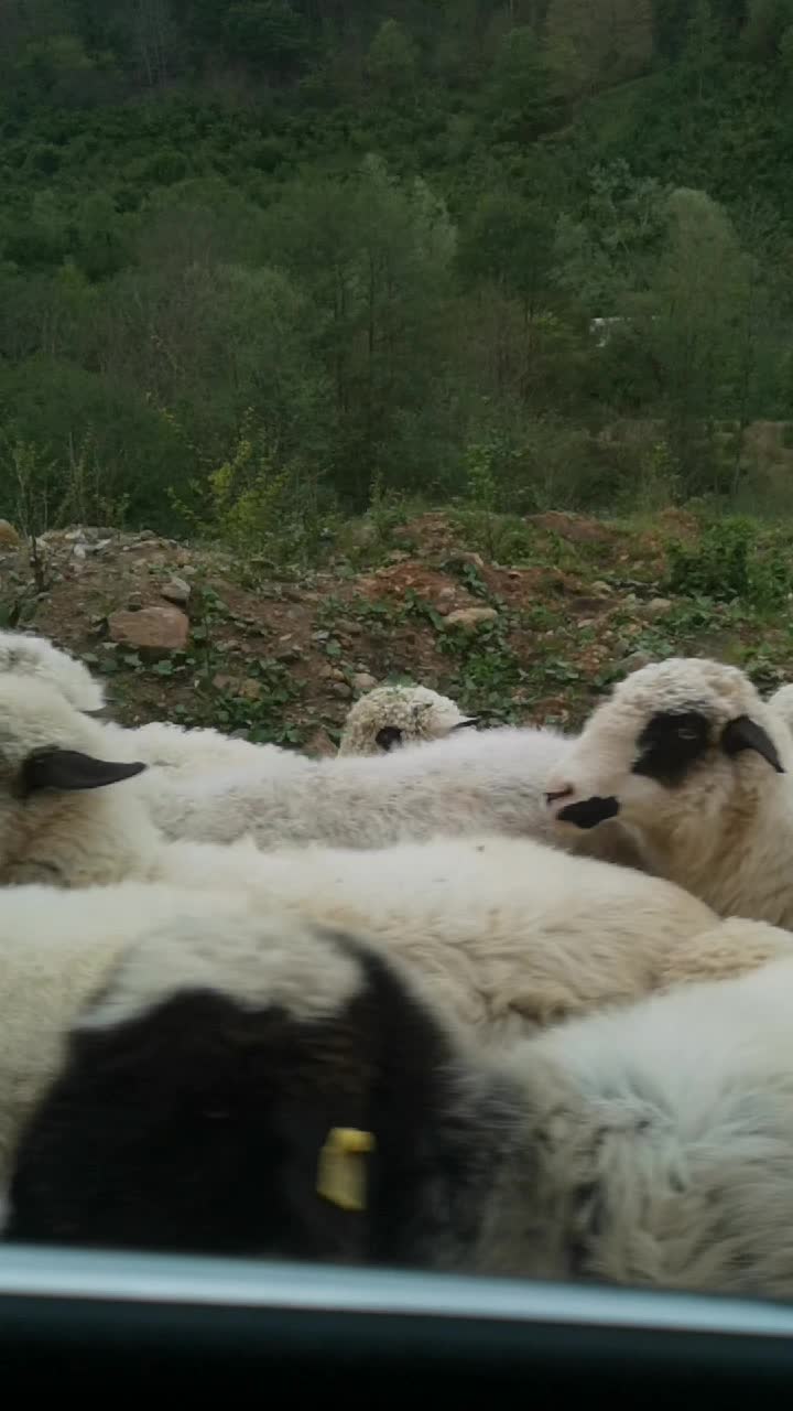 @Zoğa