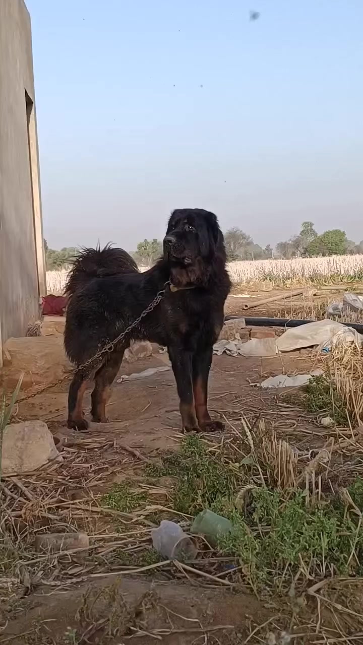 @Kashmiri_Bakrwal_Dog