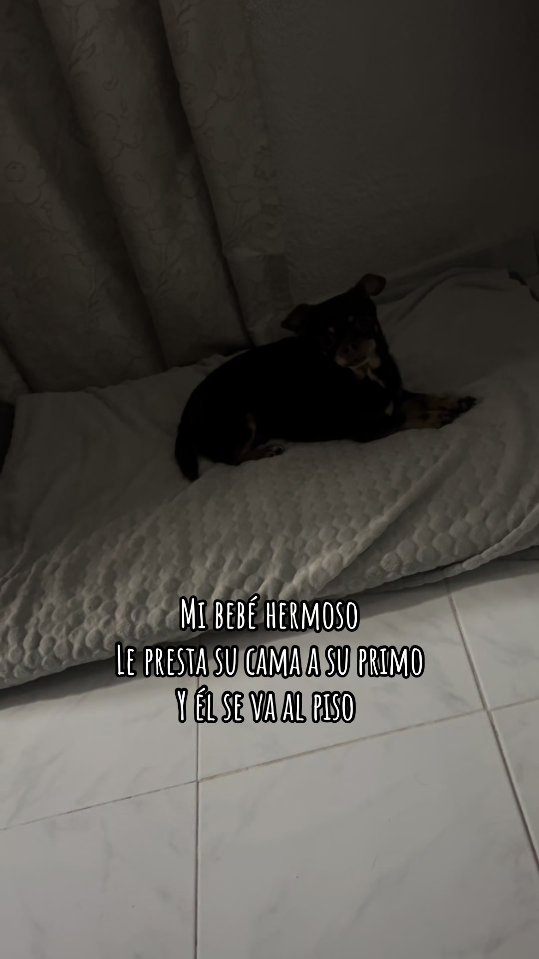 @Gaston el cachorro