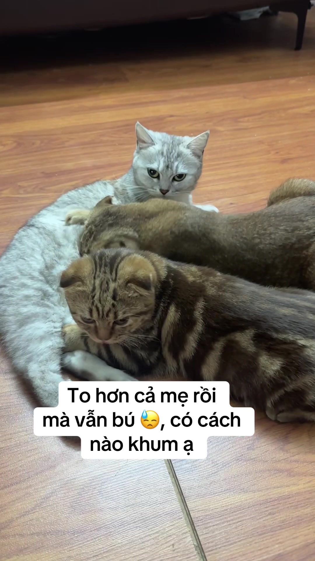 @Ốc V&agrave; Con