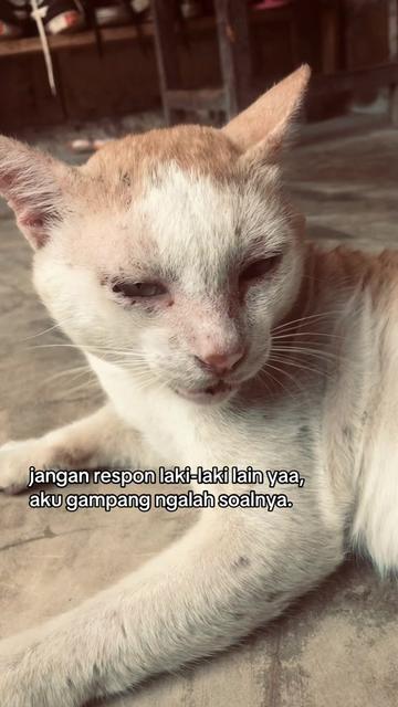 @fikarr
