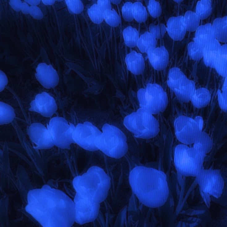 @☾ 𝘢𝘯𝘰𝘷𝘢 𝘳𝘢𝘯𝘵𝘴 ☽
