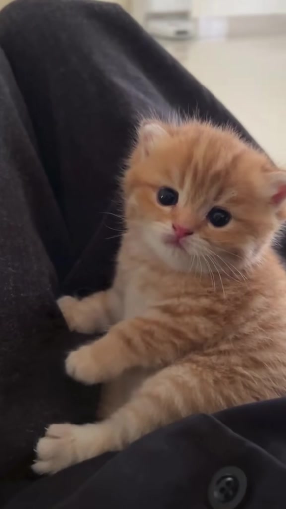 @catbosssss