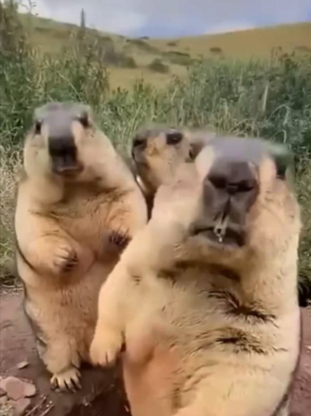 @Mundo dos Animais