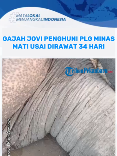 @Tribun Pekanbaru