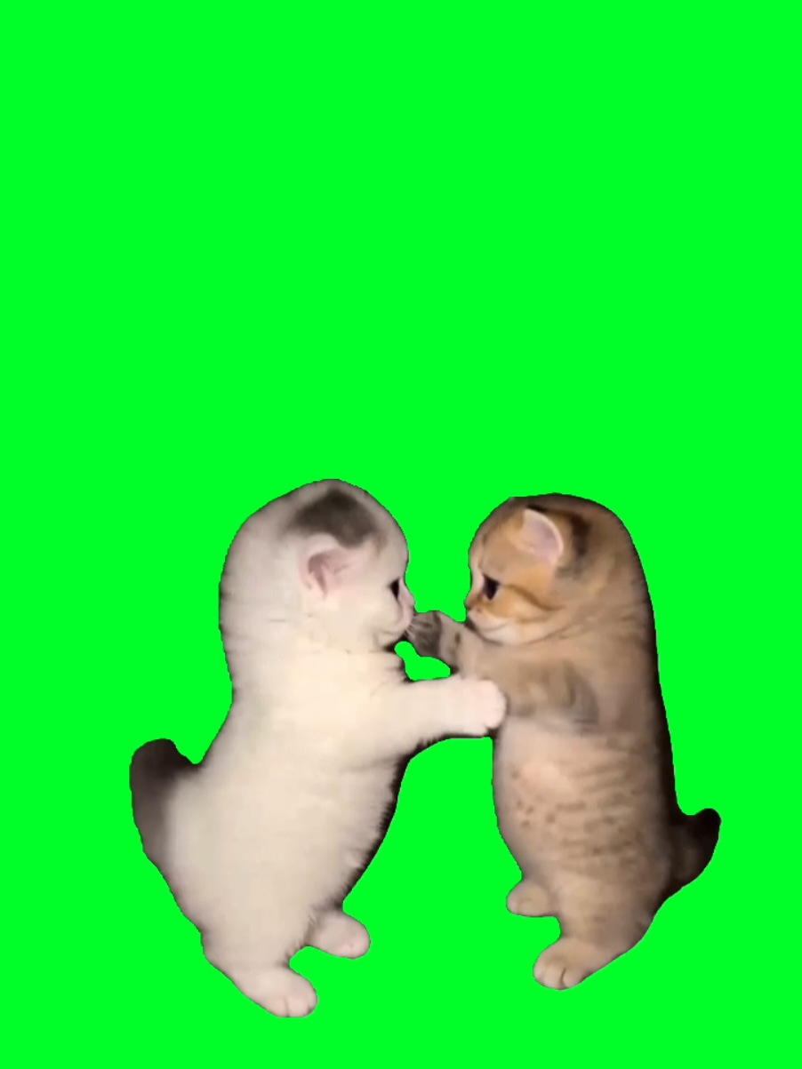 @TikTok Template