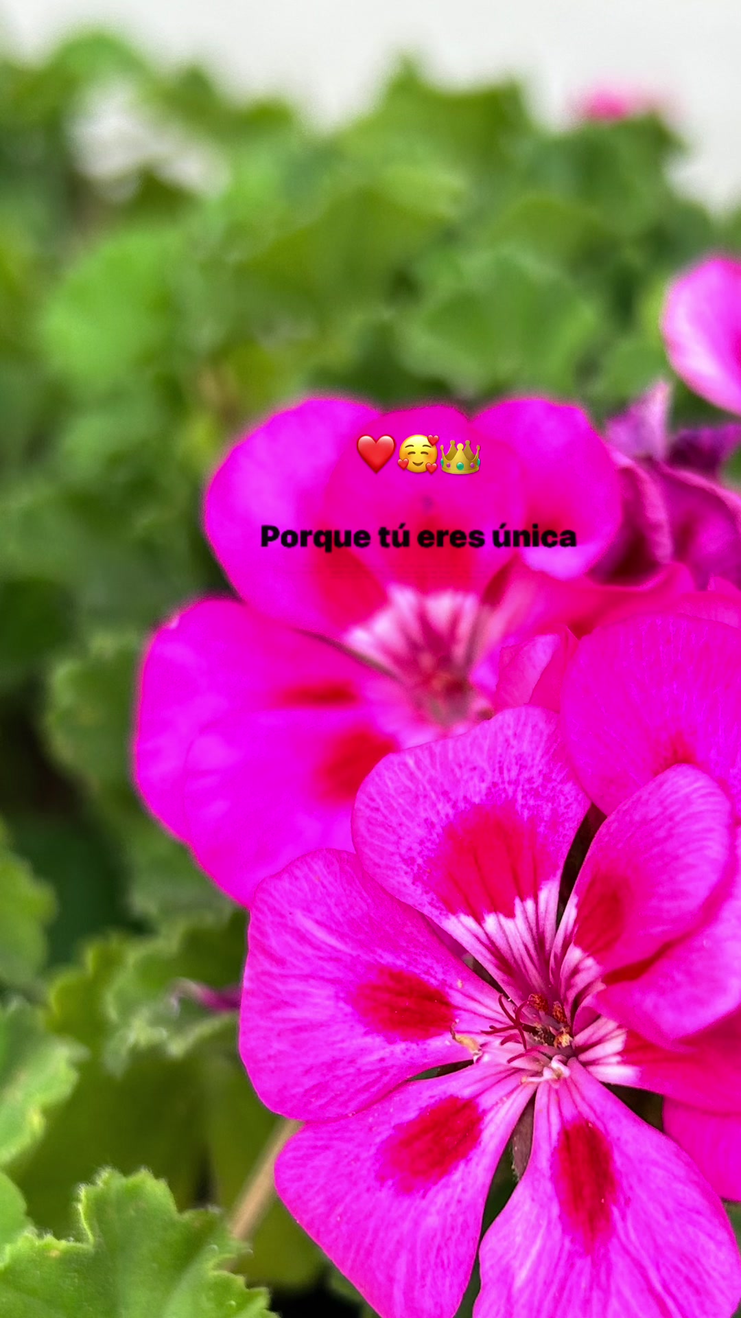 @lcia_65