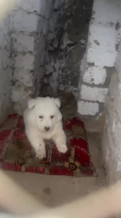 @PETS LOVER 🐕