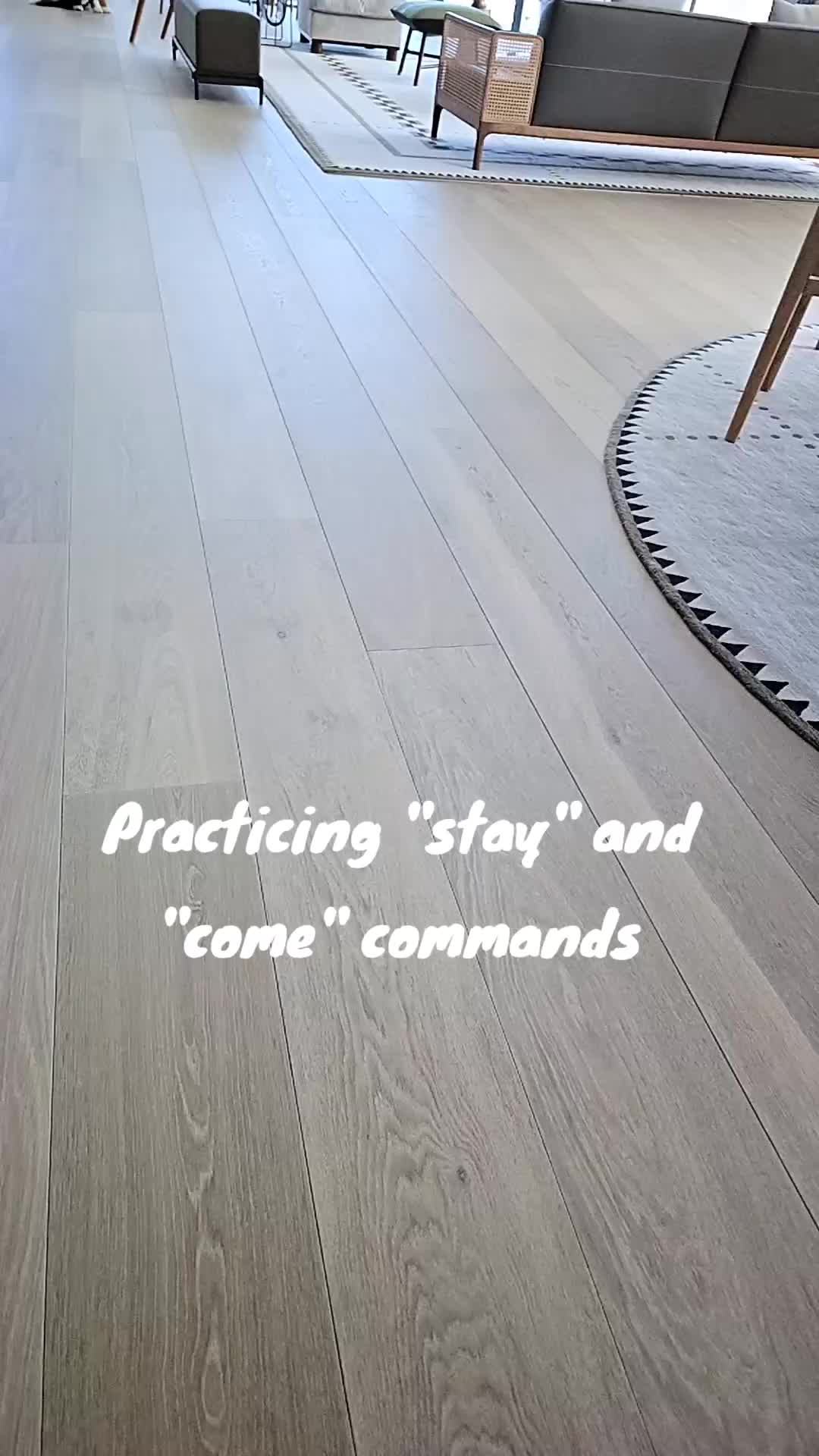 @SkkyDogWalker