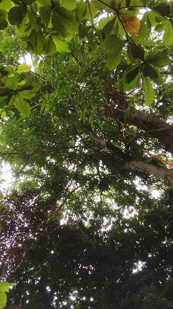 @Mariano 🇬🇹