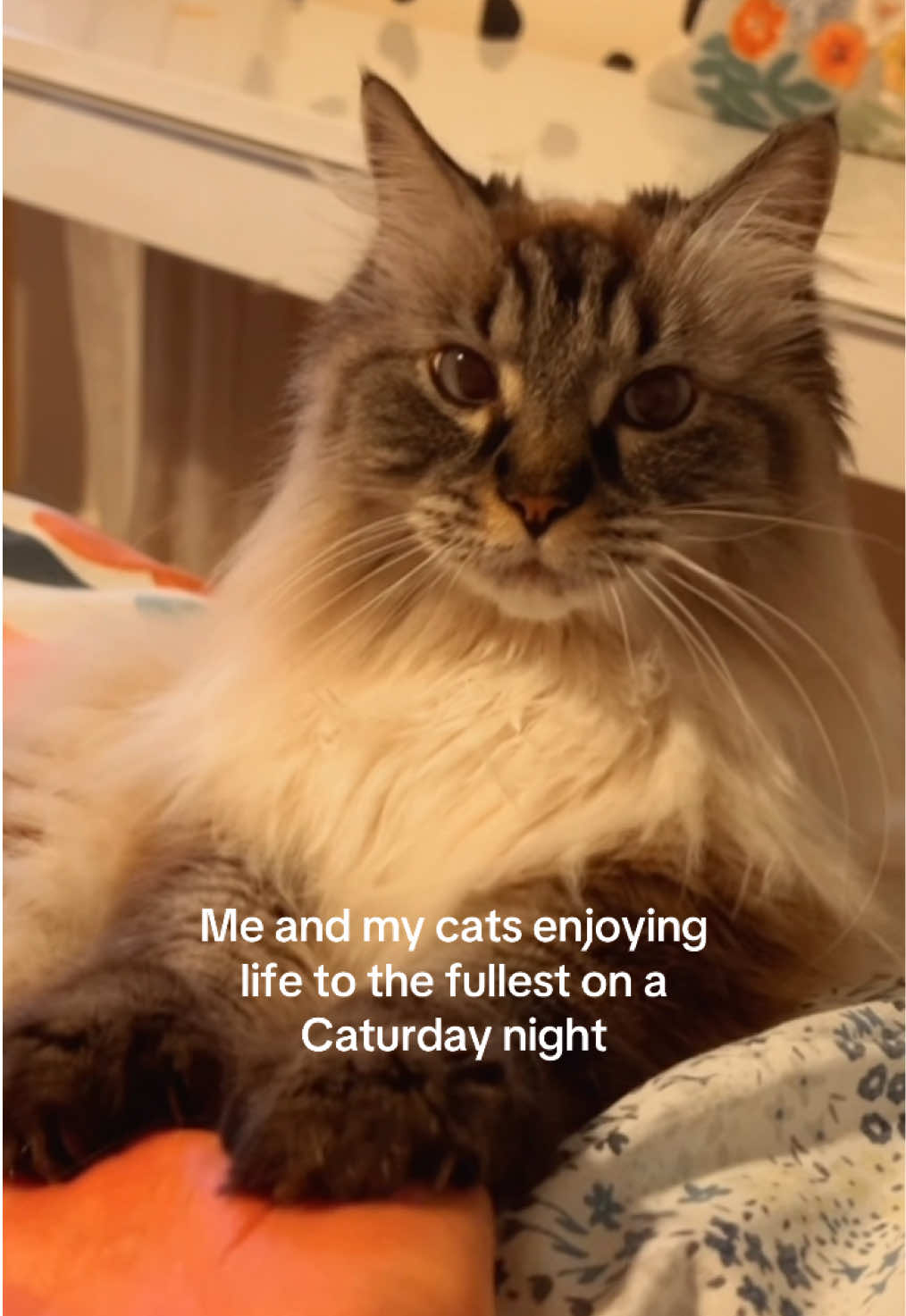 @My Cat Is People 🇨🇦