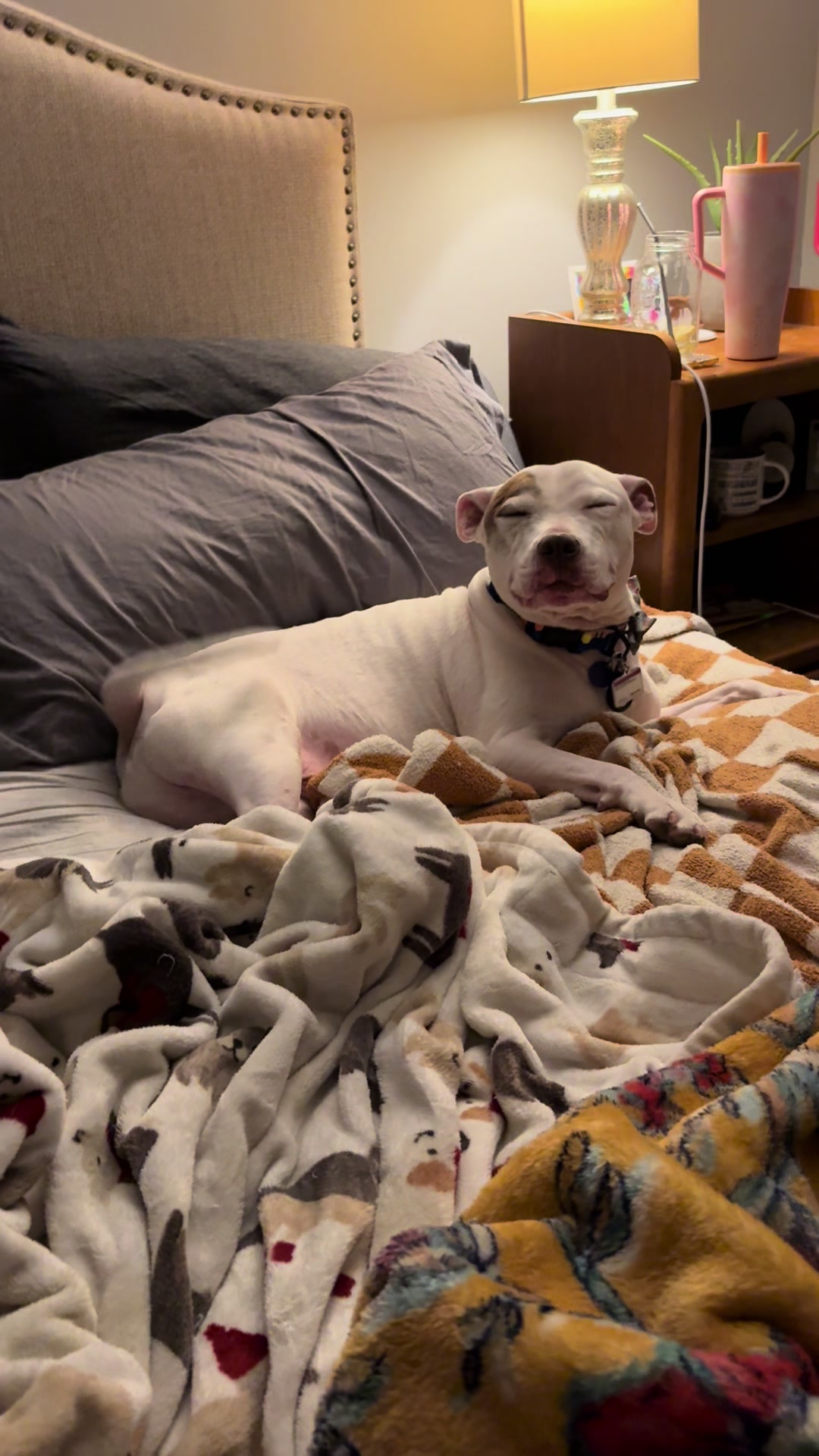 @Chewy the pitbull