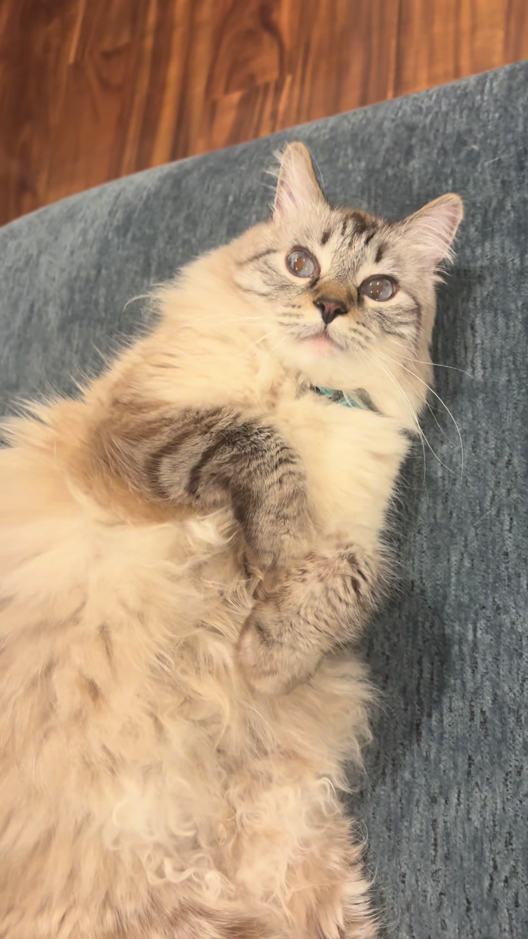@Brock Meowsnar