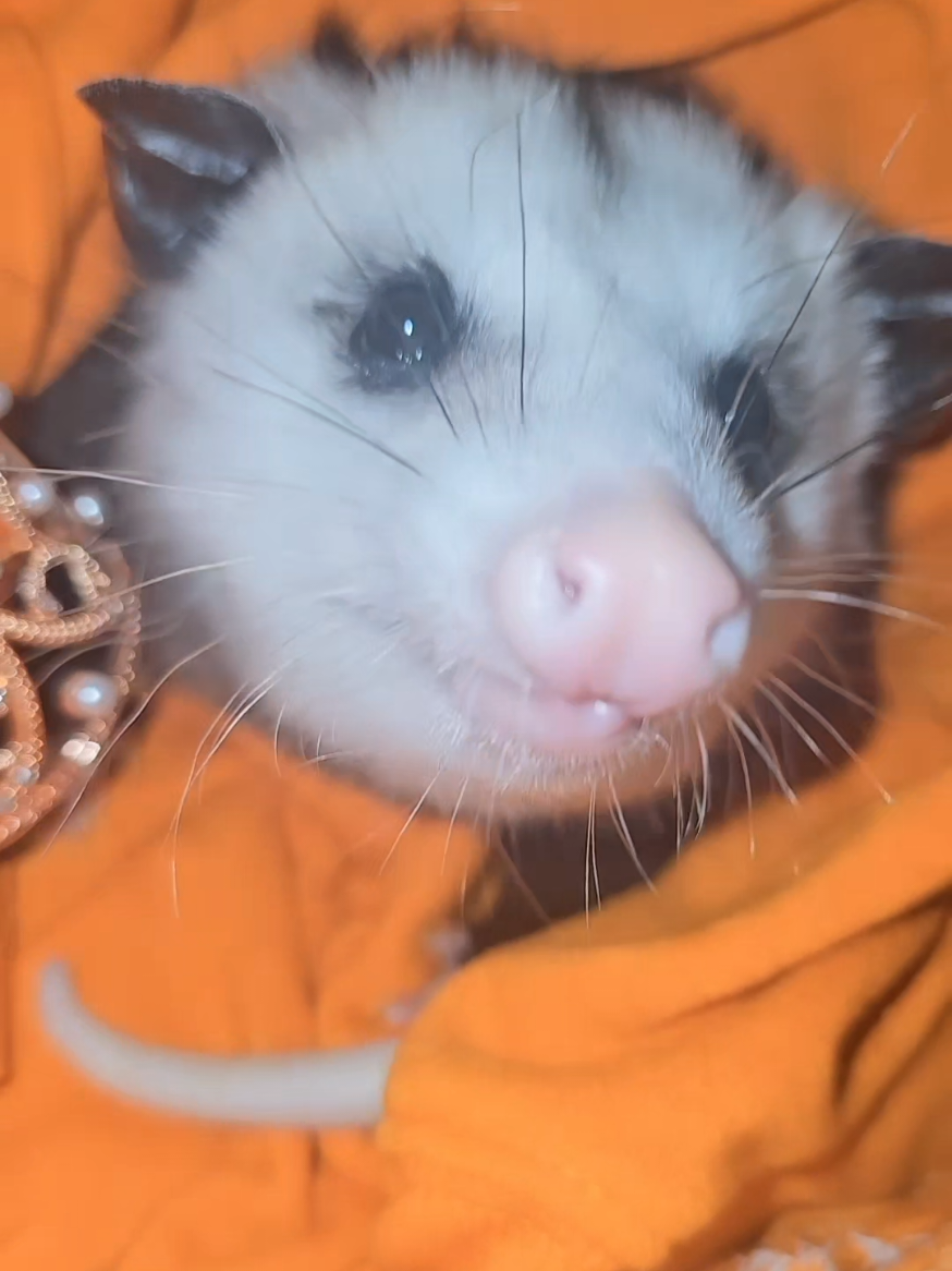 @OPOSSUM/DOG MOMMA Dea