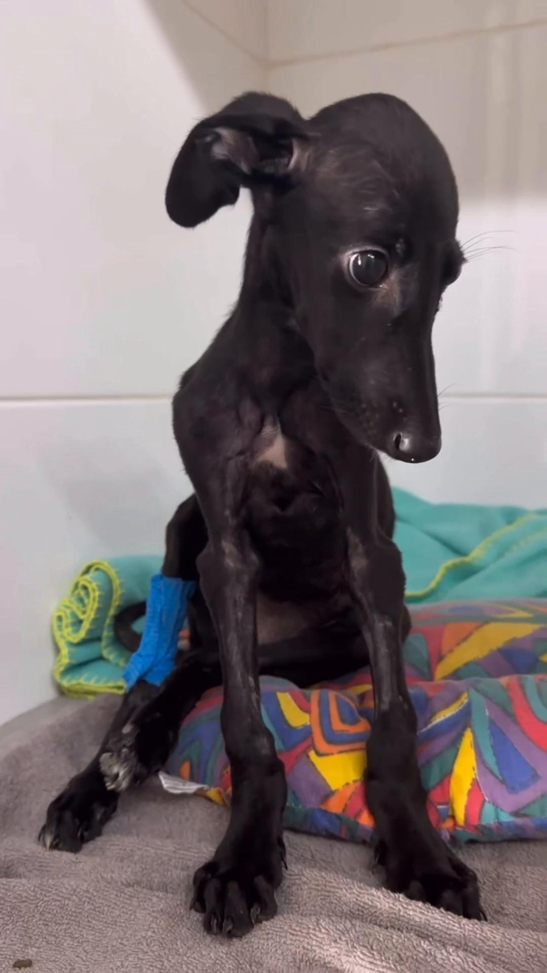 @Galgos del Sol