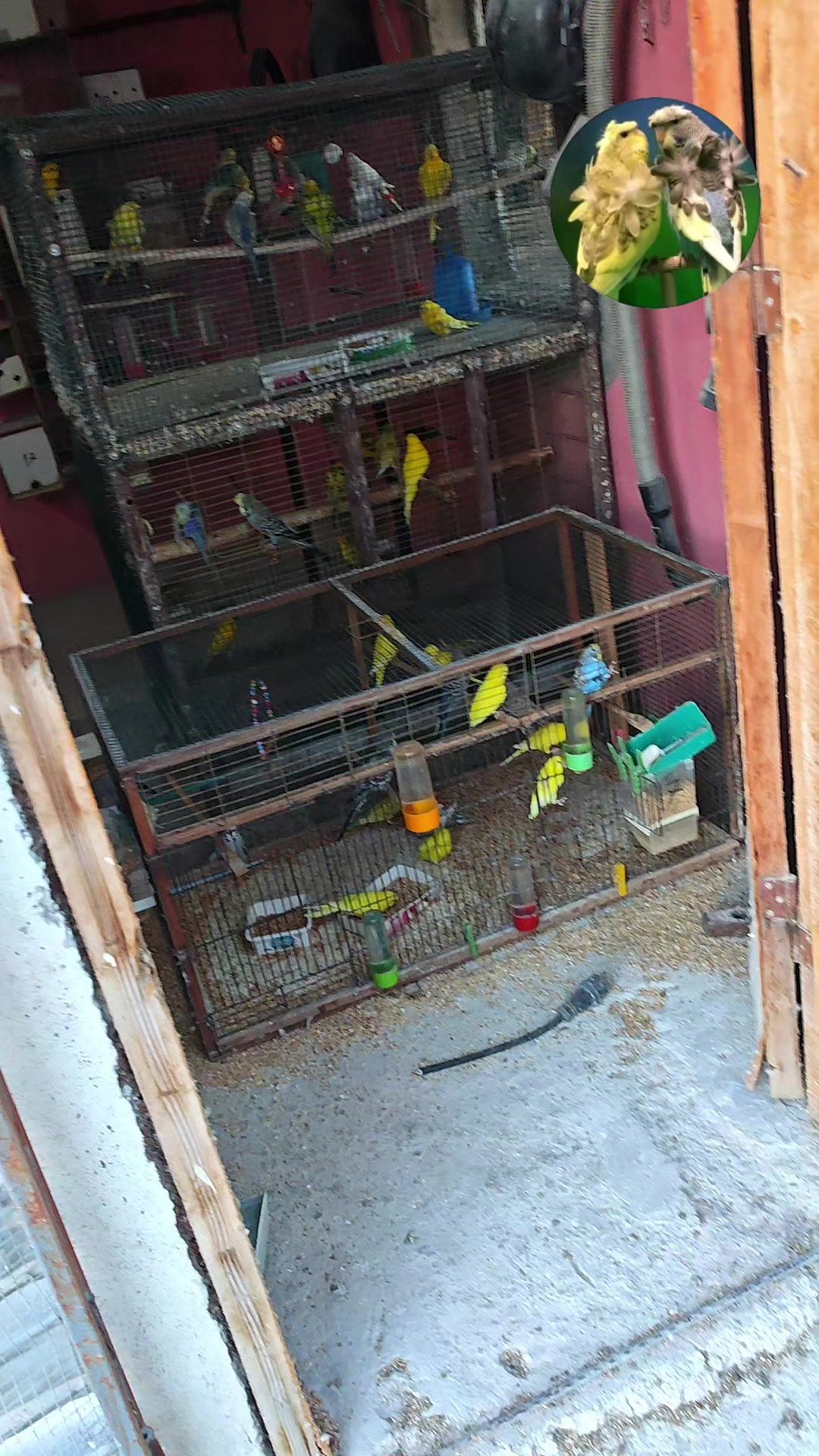 @Y&uuml;ksel muhabbet kuşu