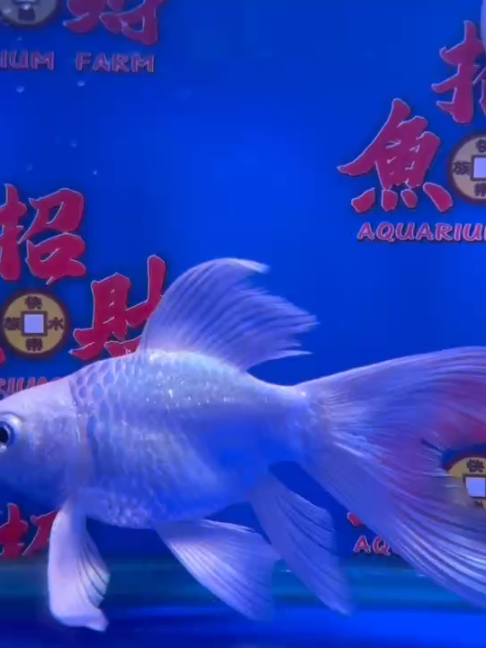 @招財魚水族精品