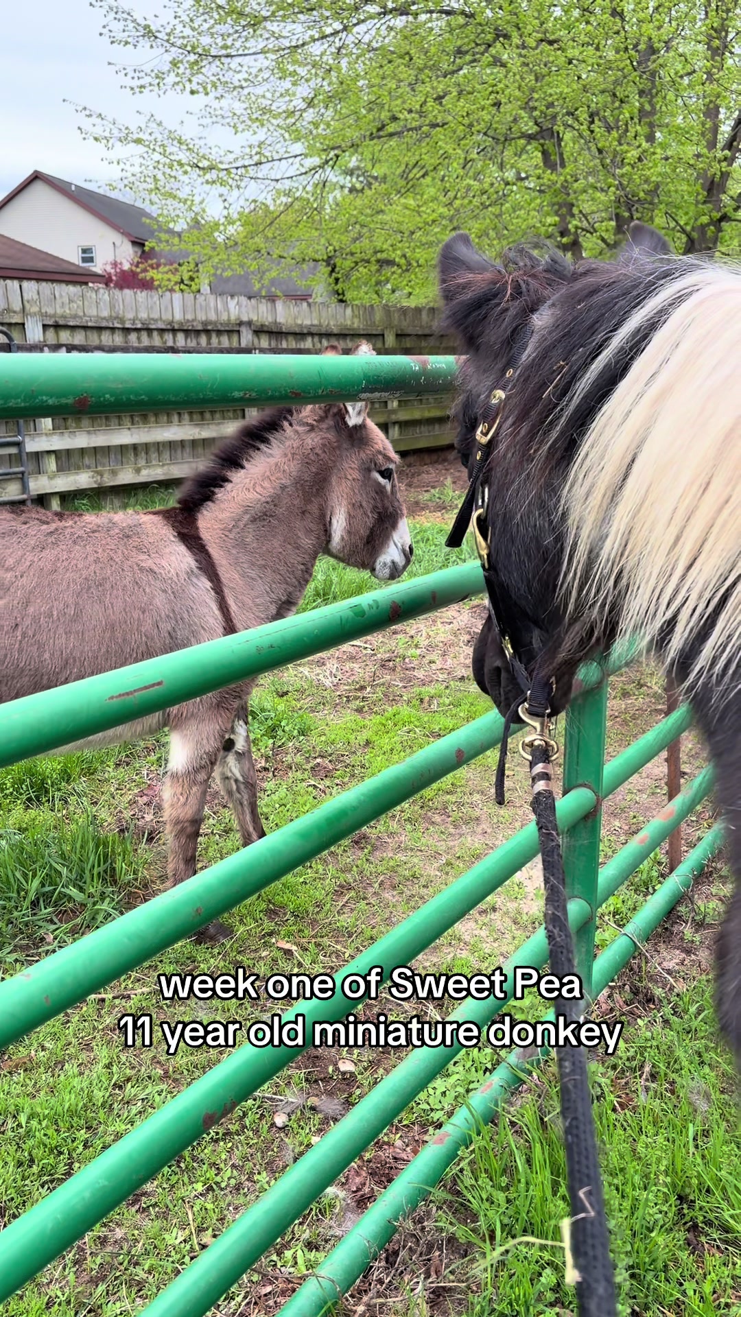 @Lorraine 🐴🩺