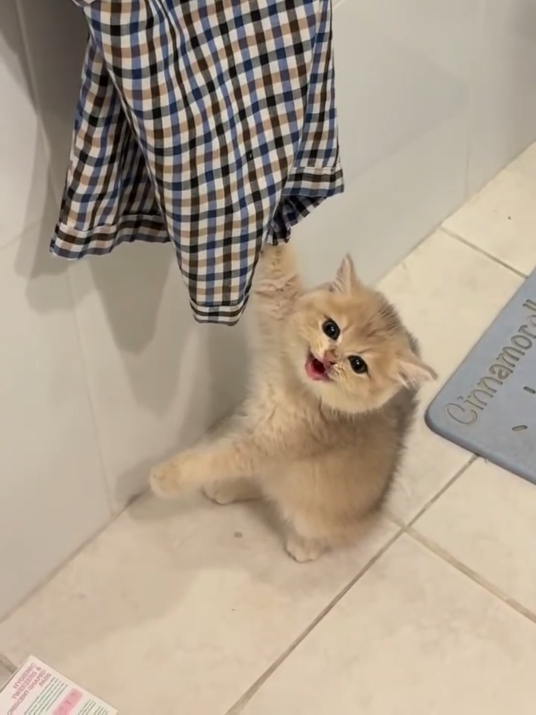 @Chonky World Of Cats