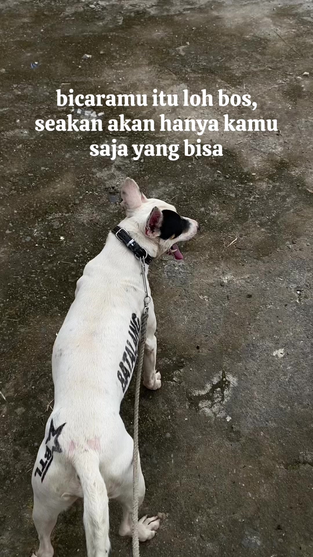 @Jabua