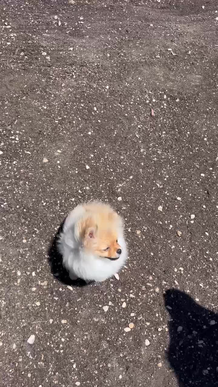@Life of MESHKA the Pomeranian