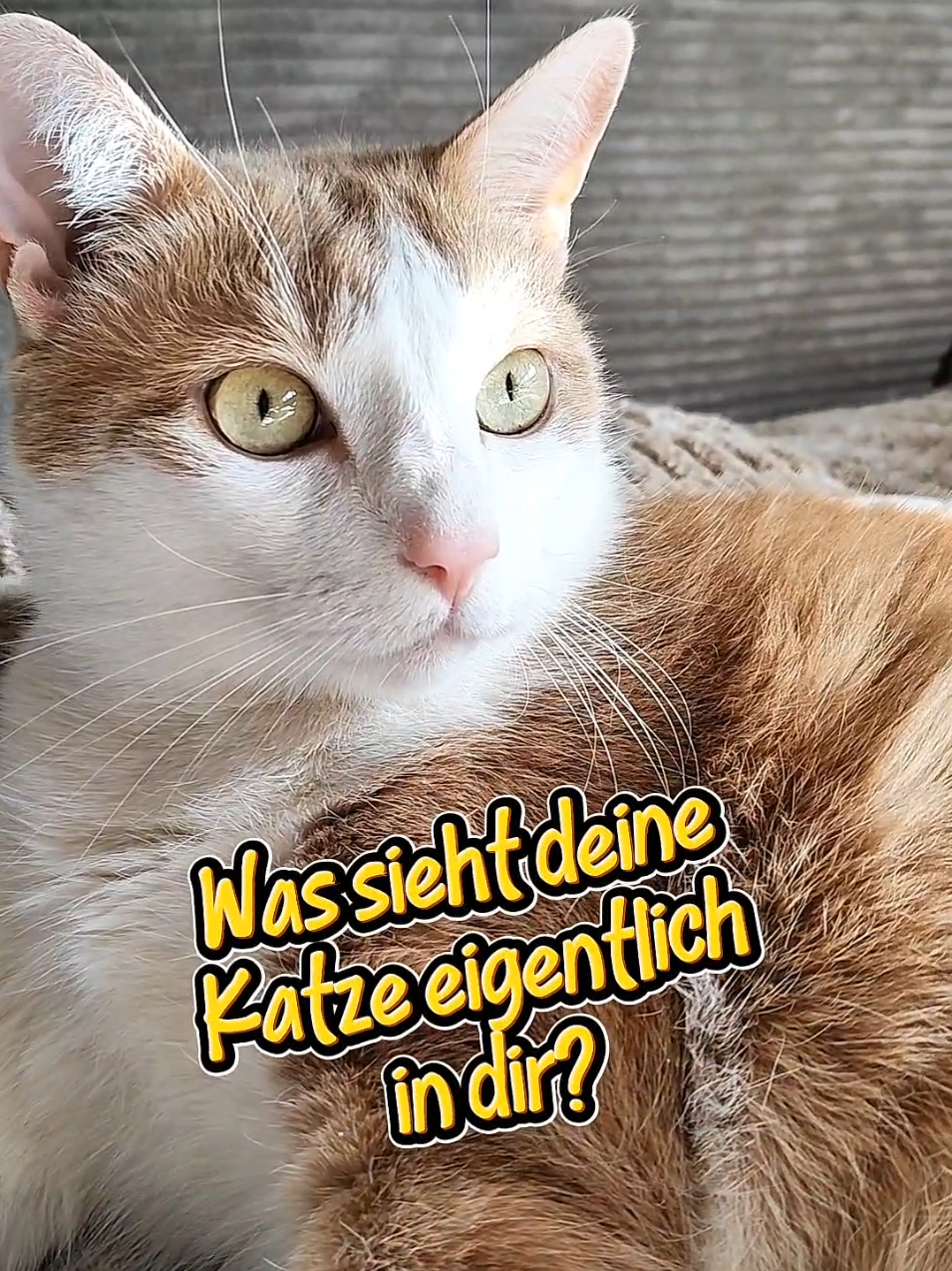 @😻нⷩeͤjdͩiͥneͤ😻