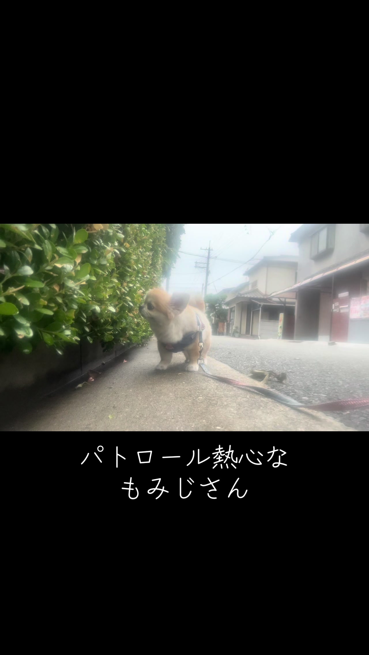 @もみぞう