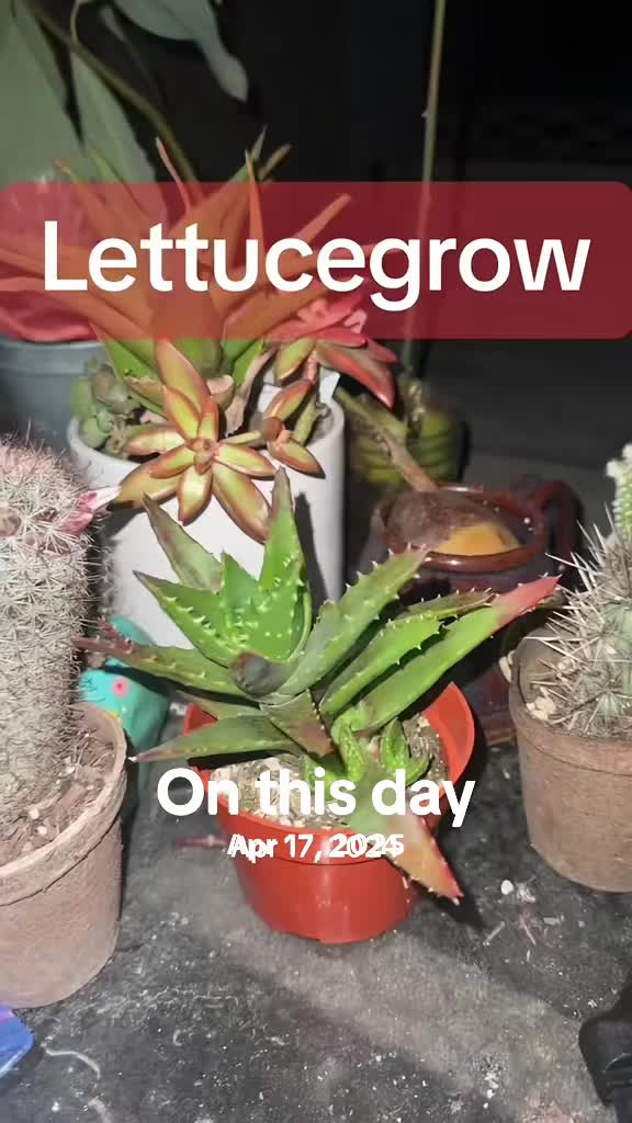 @Wetplantz