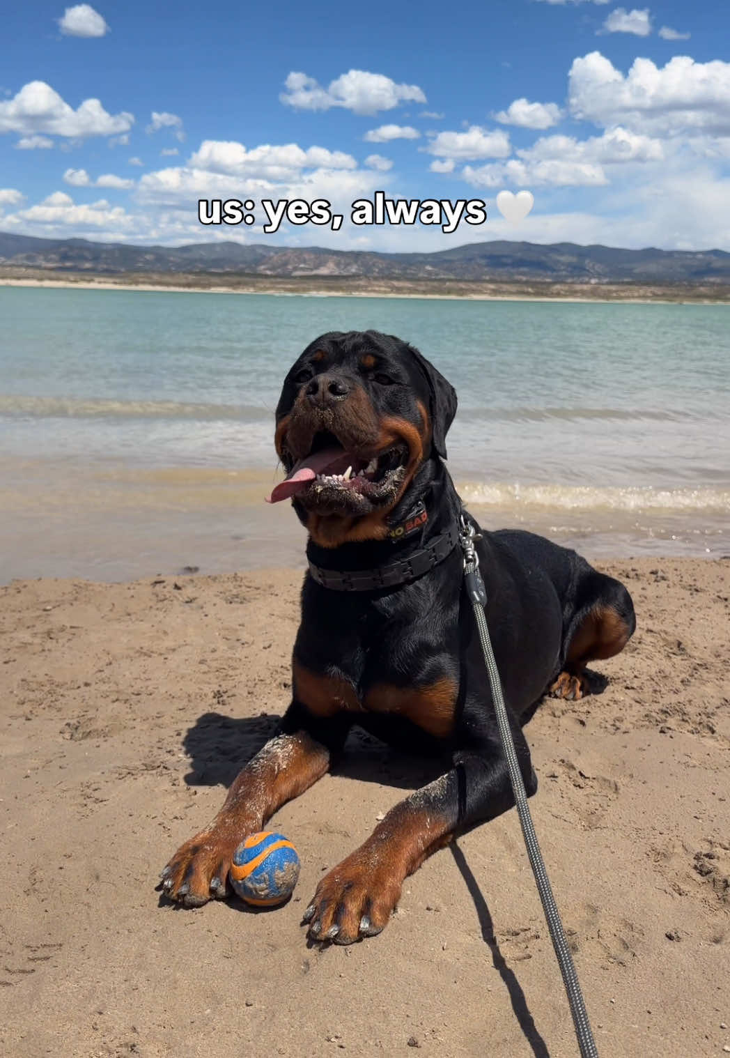 @Rex the Rottweiler