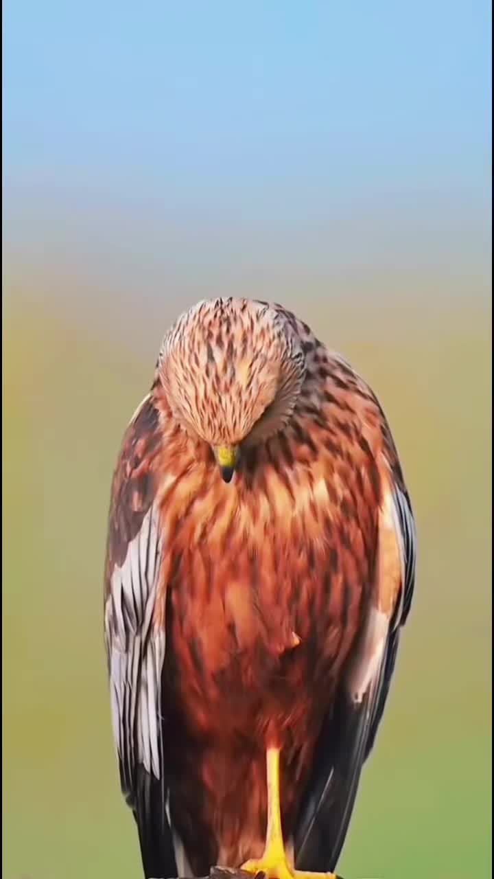 @ᥫ᭡ᴄᴇᴏ_ᴏғ_sᴛᴏʀʏ
