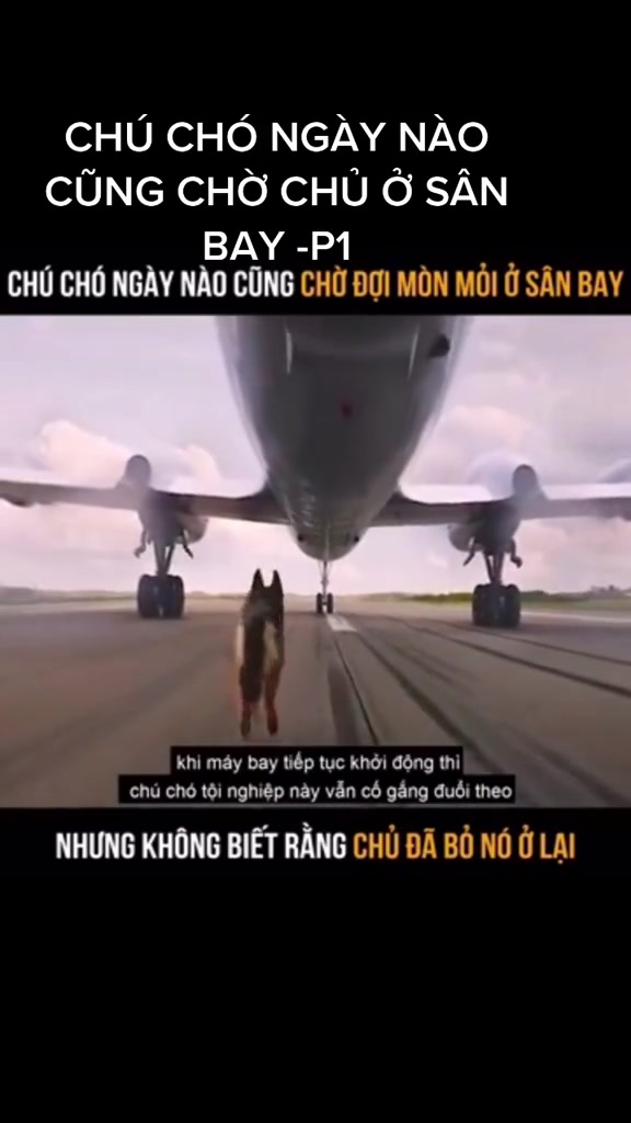 @Trại chó Becgie hoàng Minh