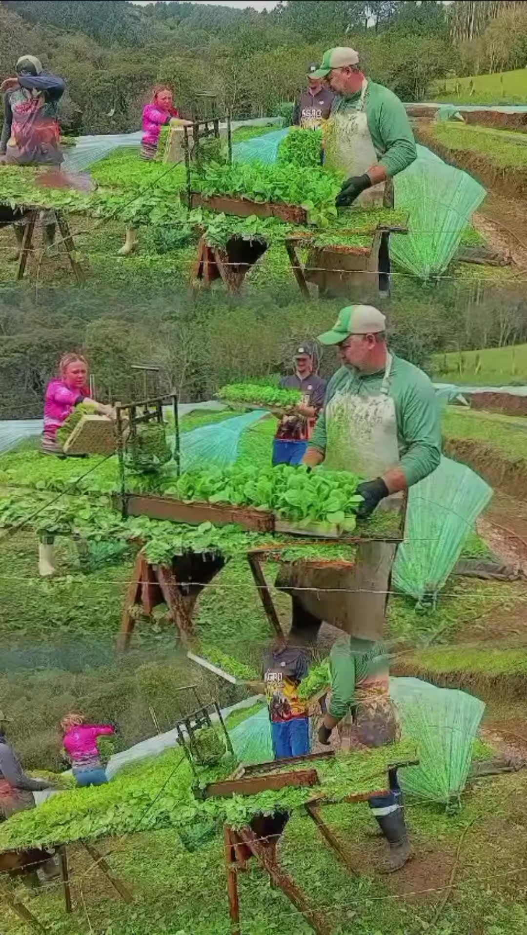 @Familia_Santos_fumicultores🌱
