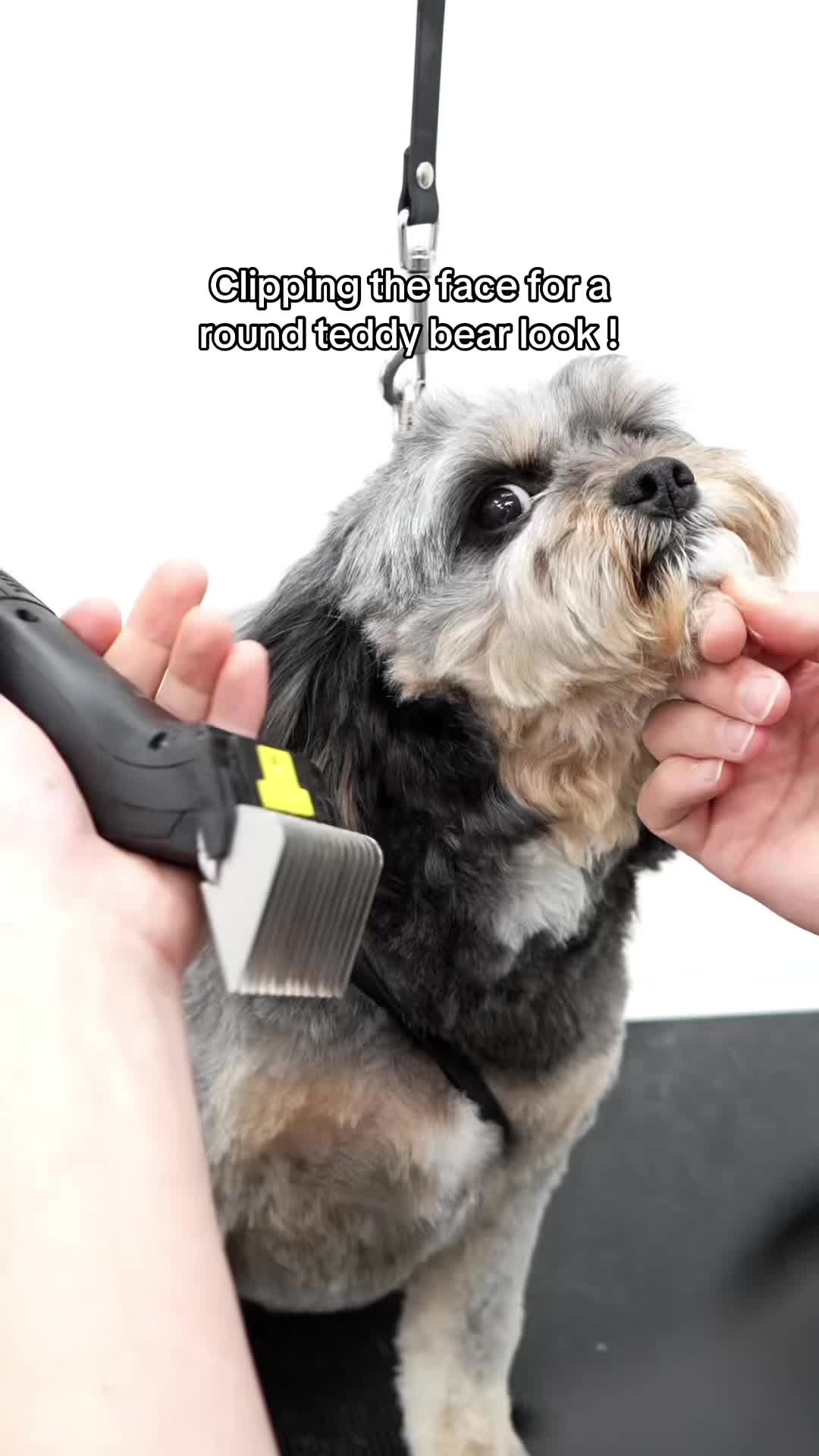 @NorCal Grooming Academy