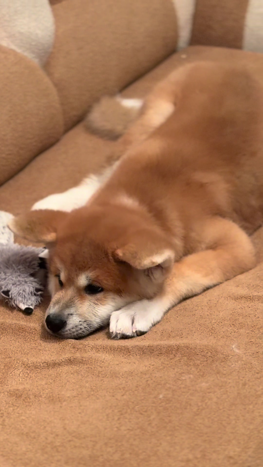 @oh_myakita
