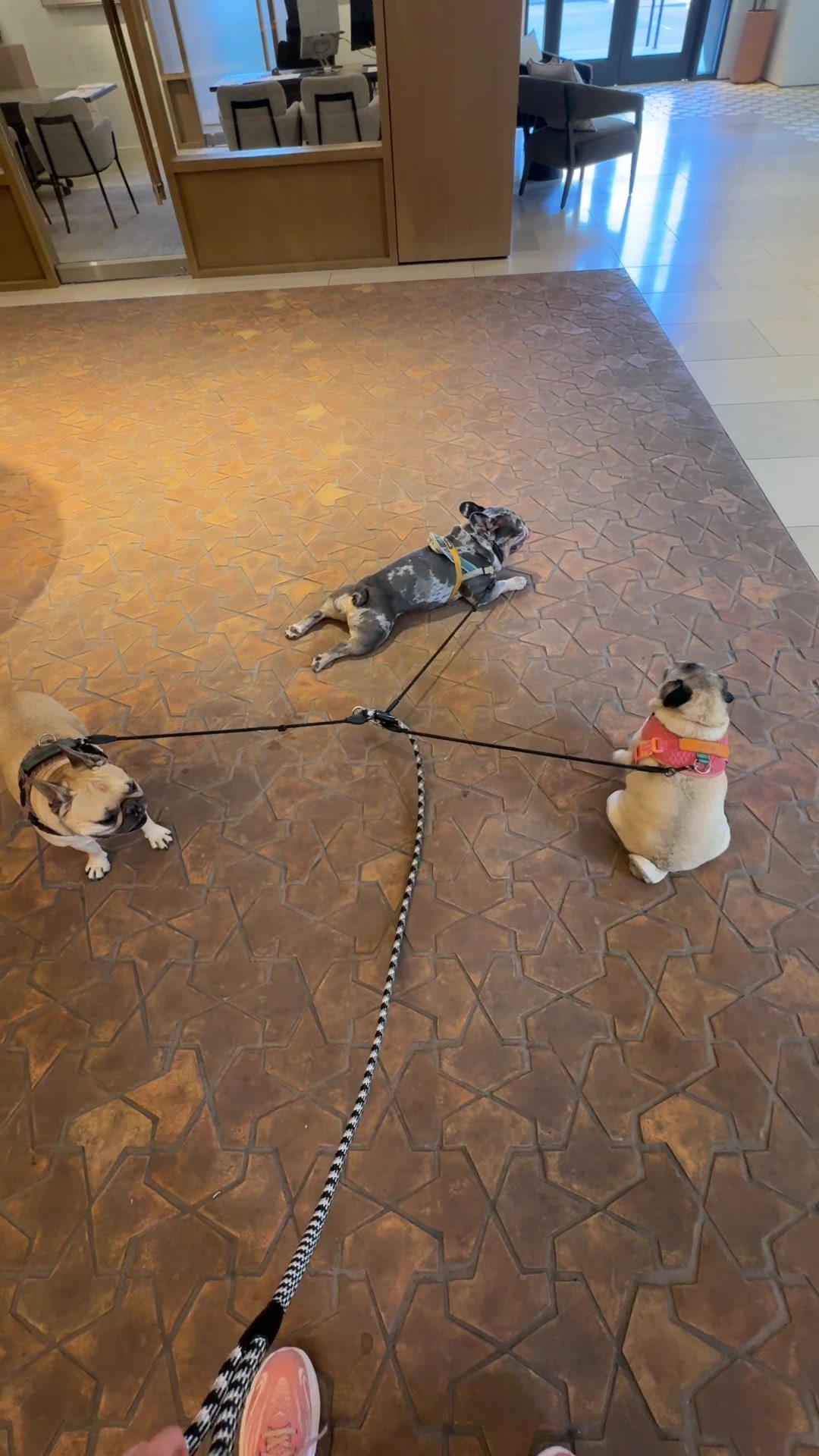 @dallasdogwalker