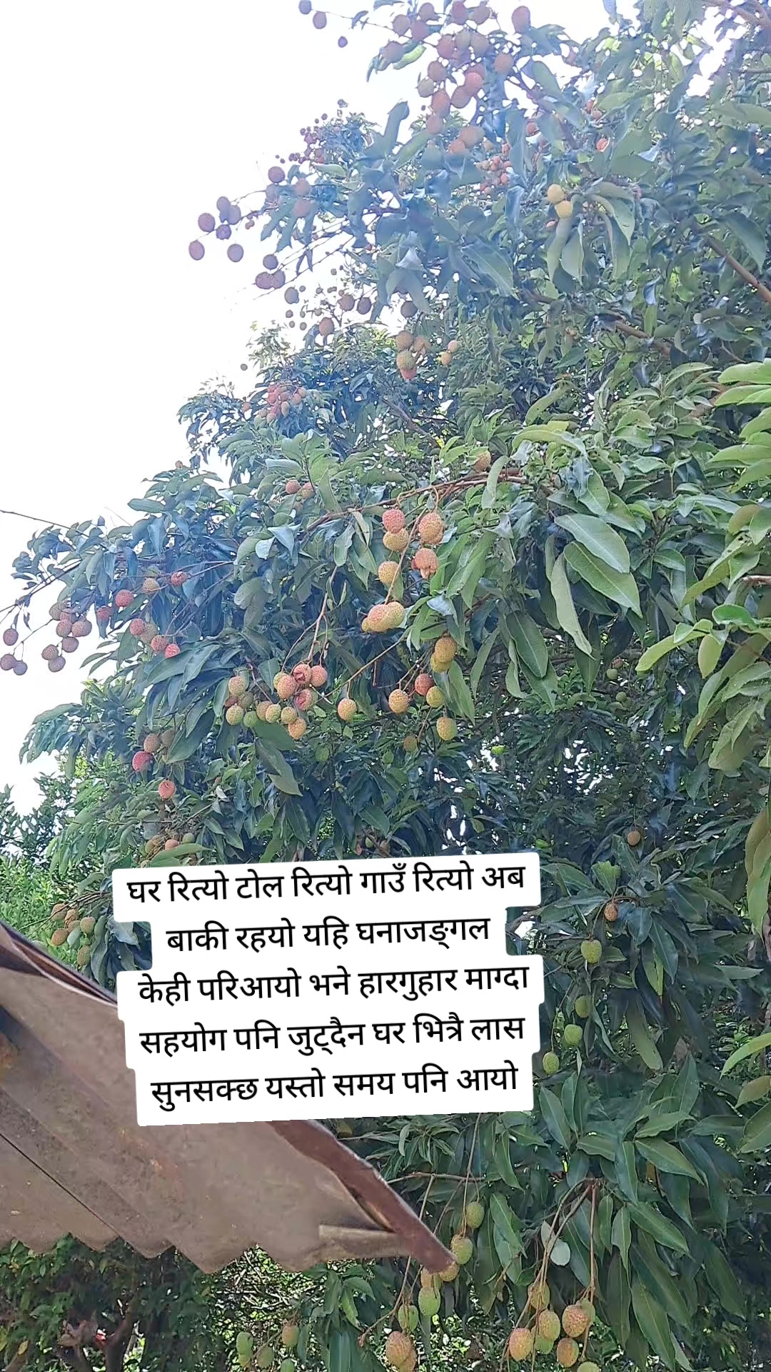 @chandika mainali