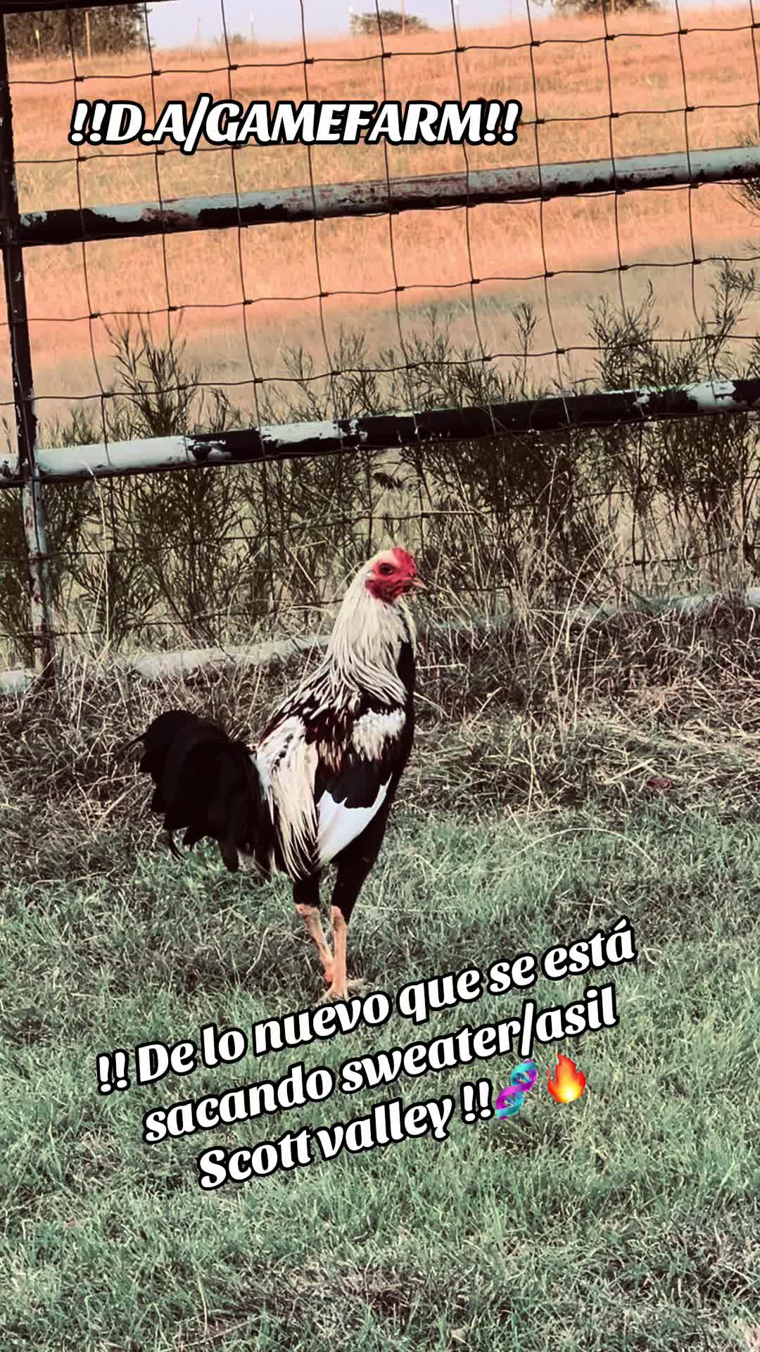 @DAgamefarm
