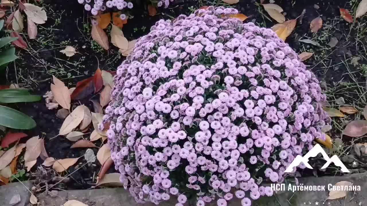 @НСП Артёмовск Света