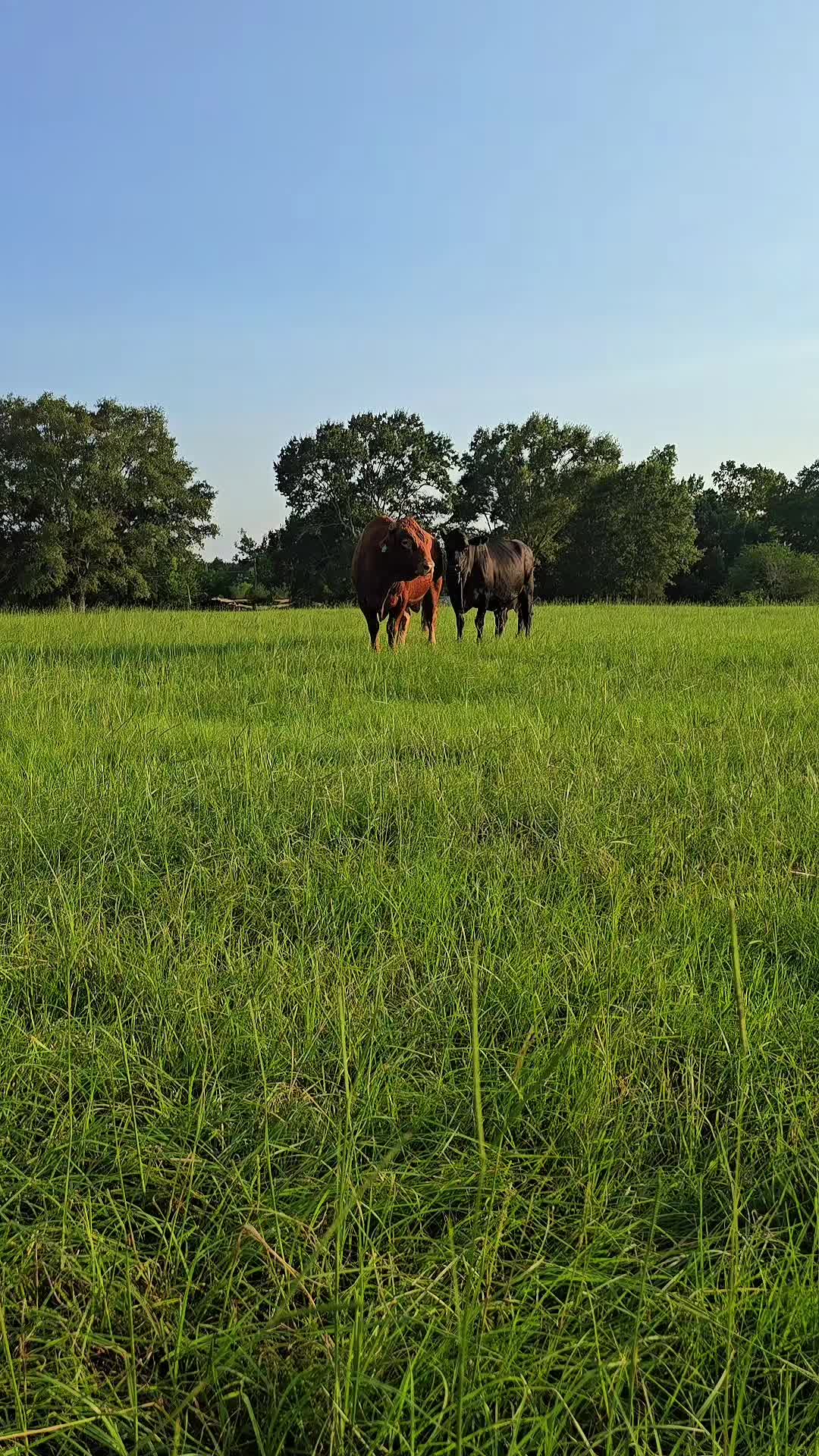 @M.I. CATTLE CO.