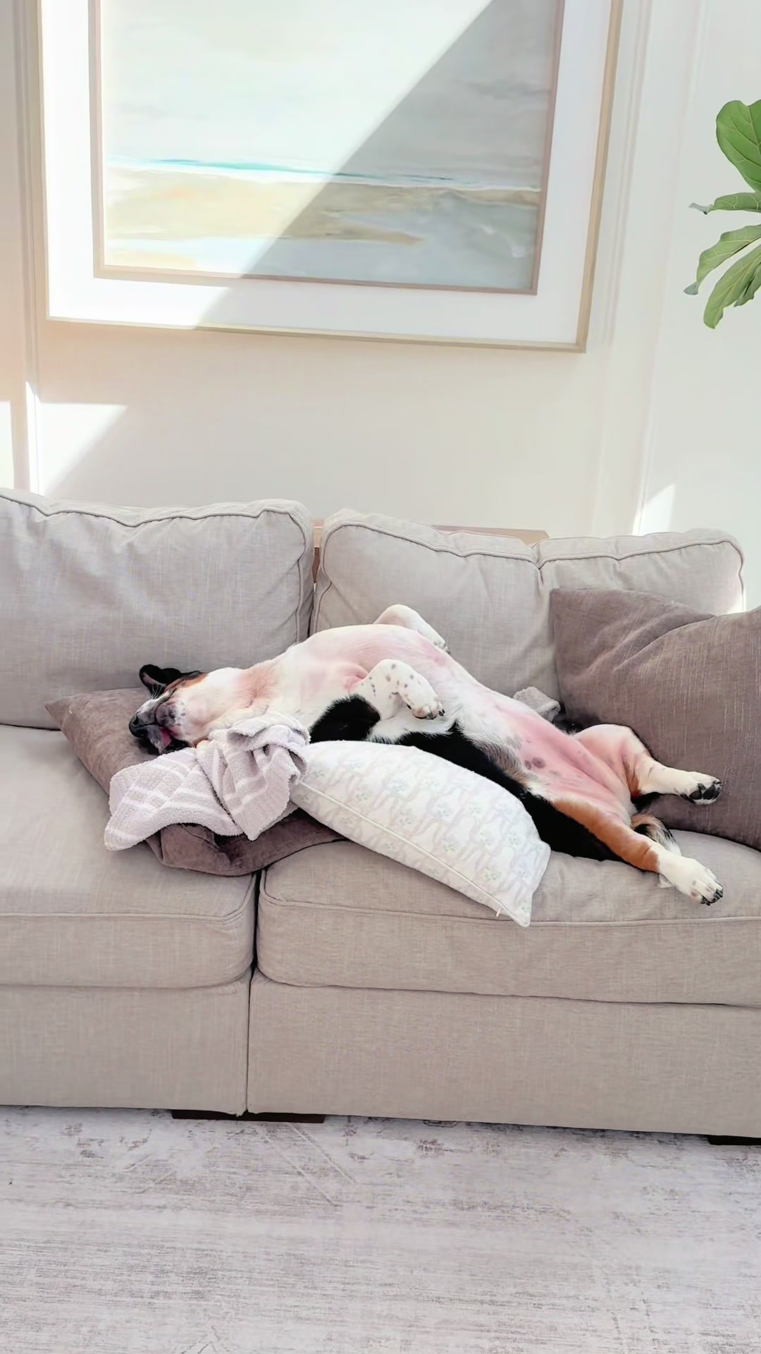 @🐾BillieBasset🐾