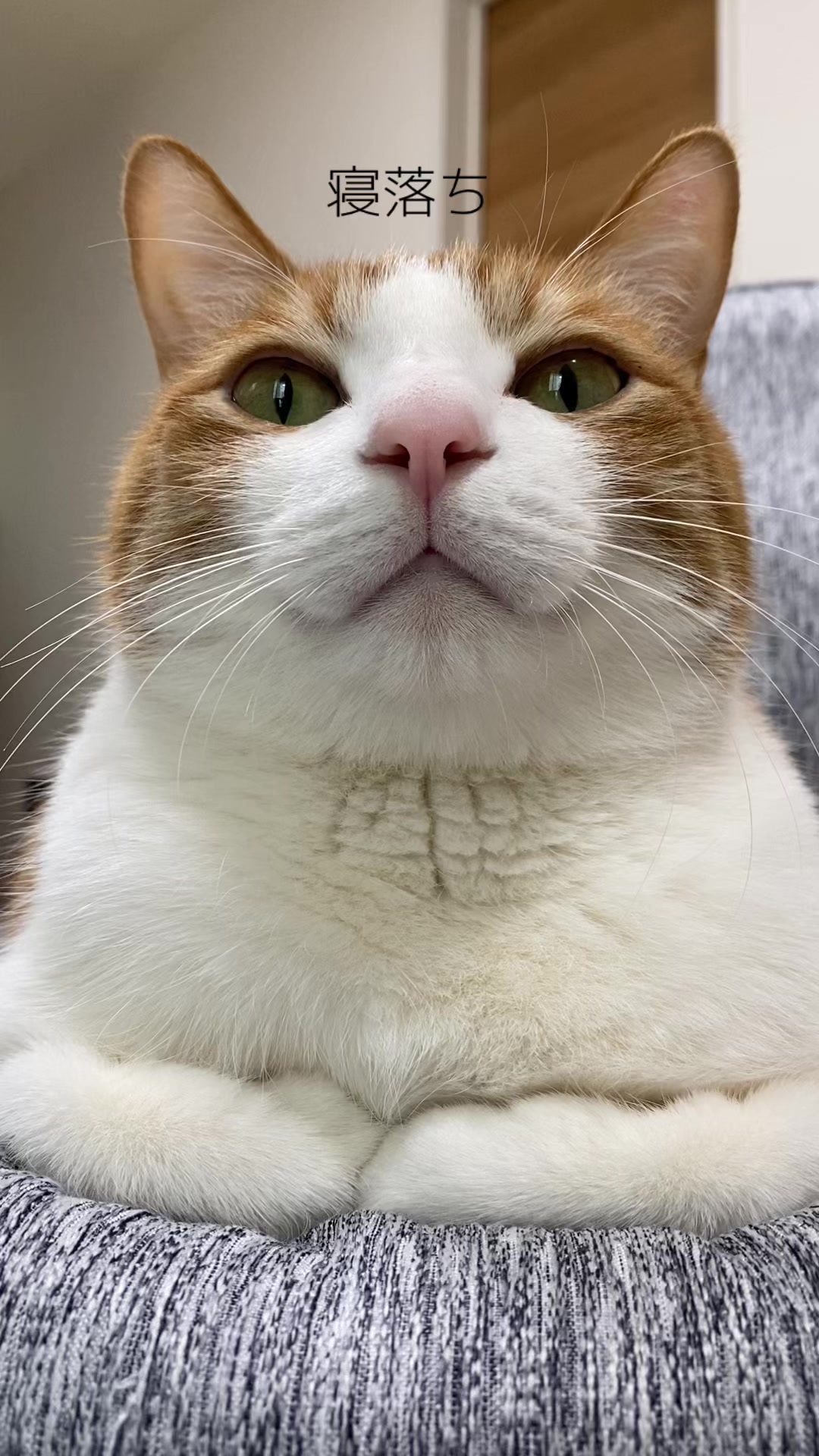 @猫のはっさく