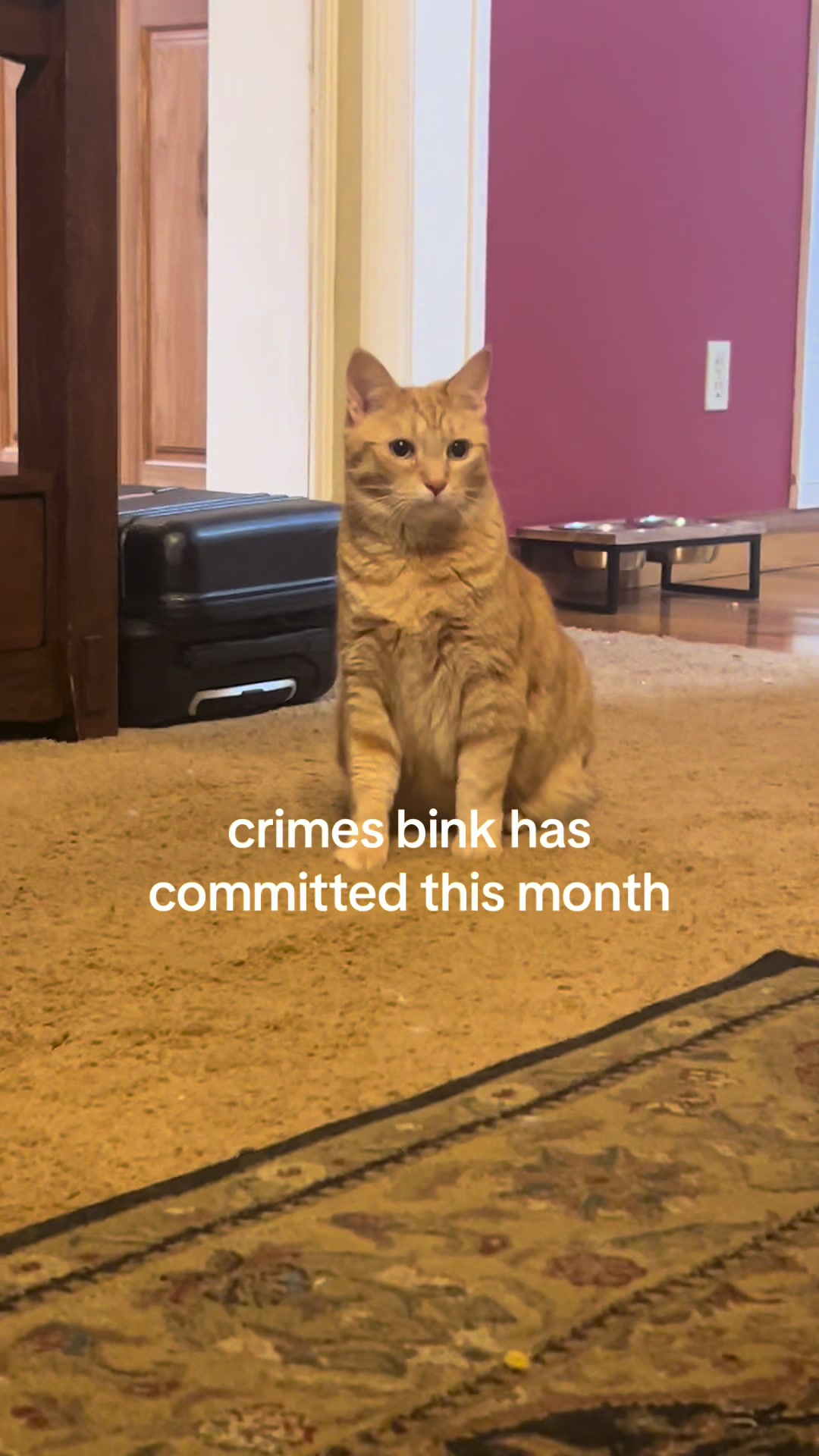 @bink the big orange cat