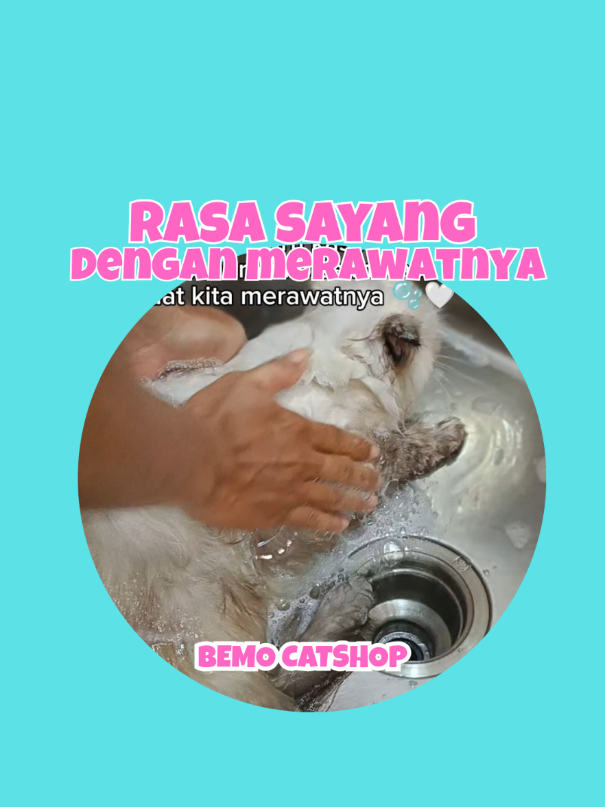 @Bemo Catshop