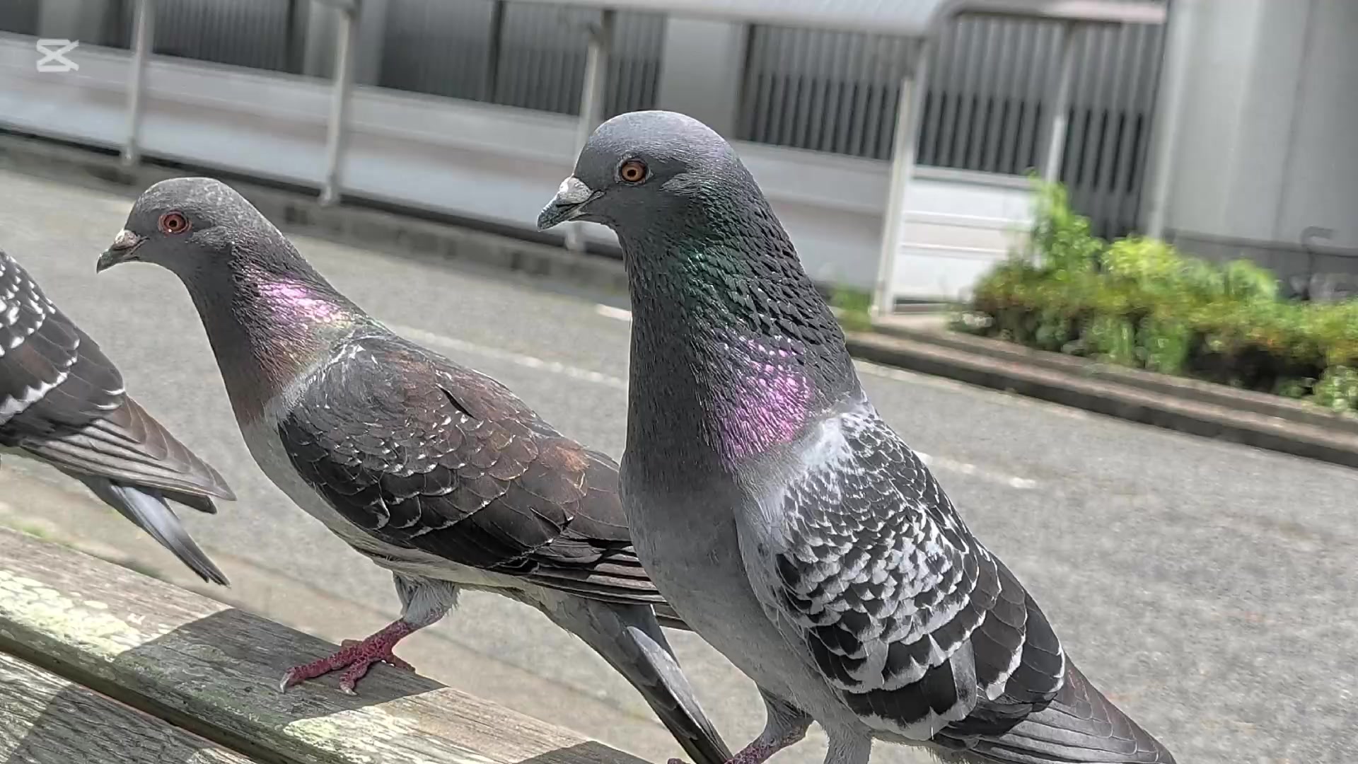 @自由人
