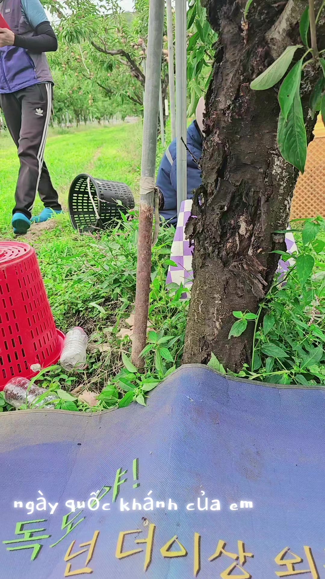 @cố quên tắt cả